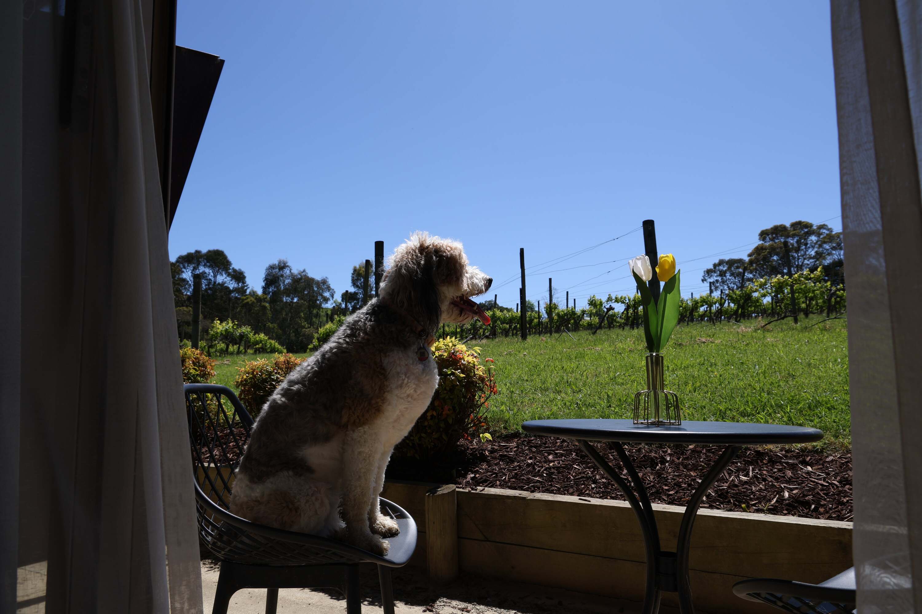 Pet-friendly patio overlooking the vines