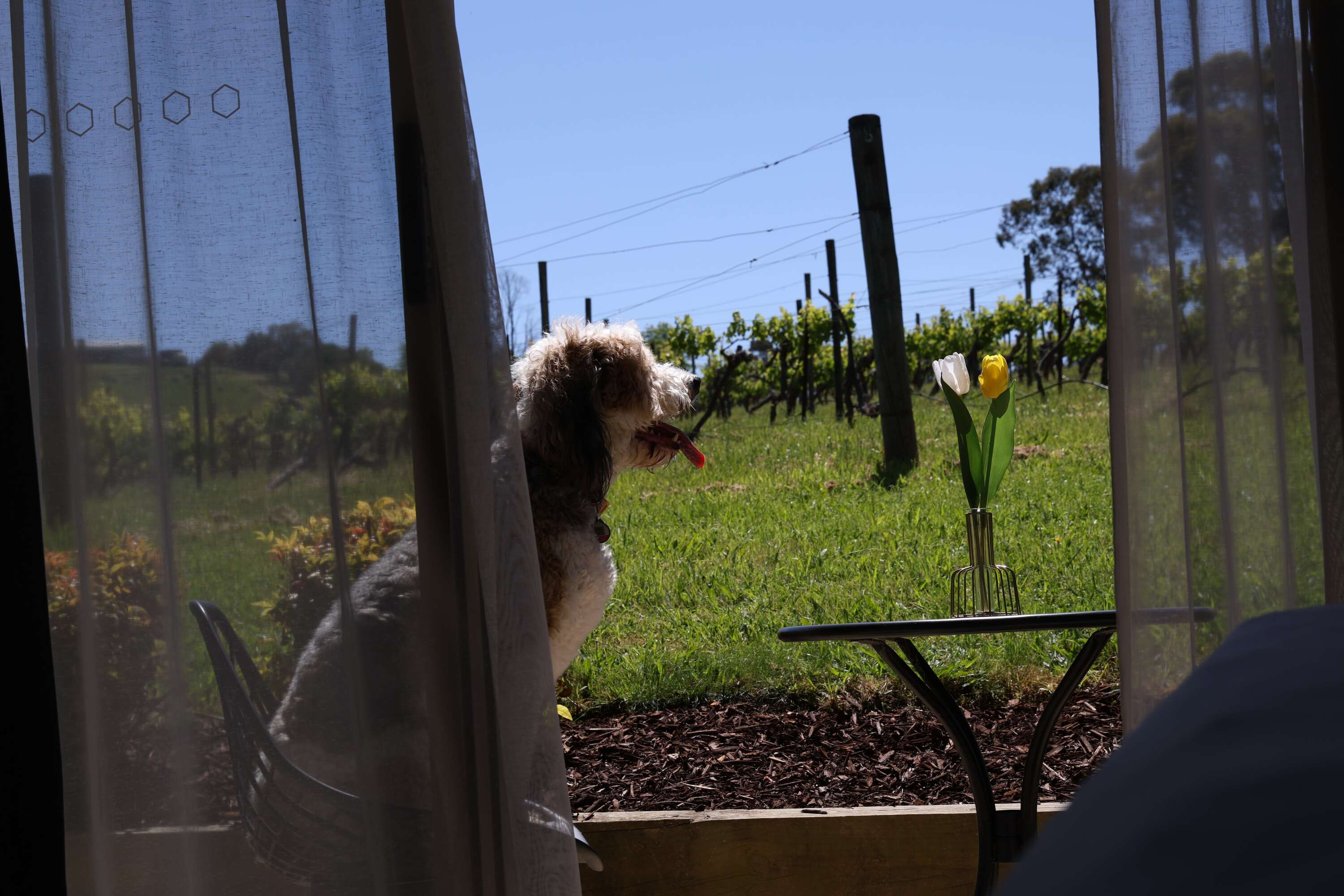 A guest's dog watching the vineyard
