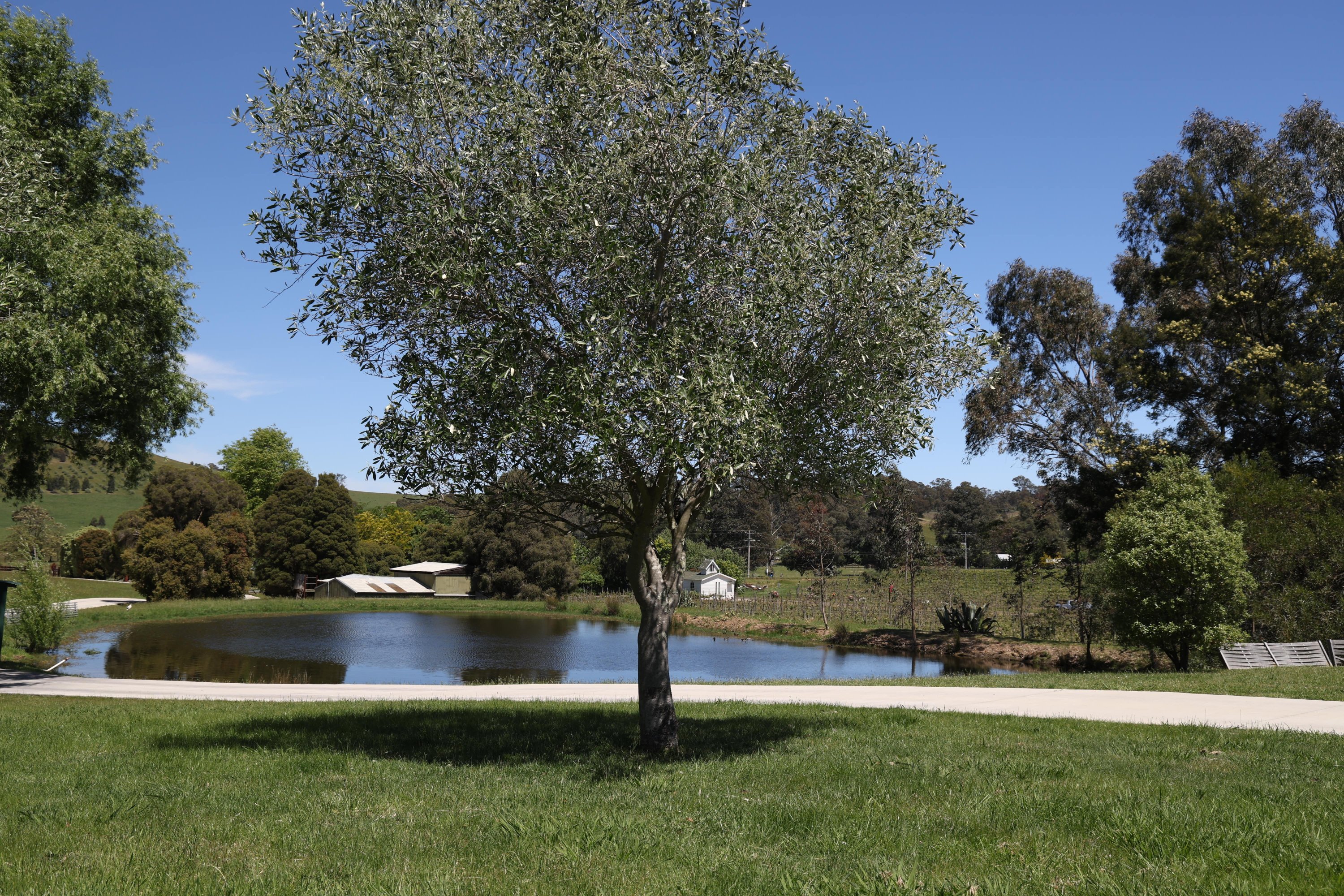 Lake and old gum tree
