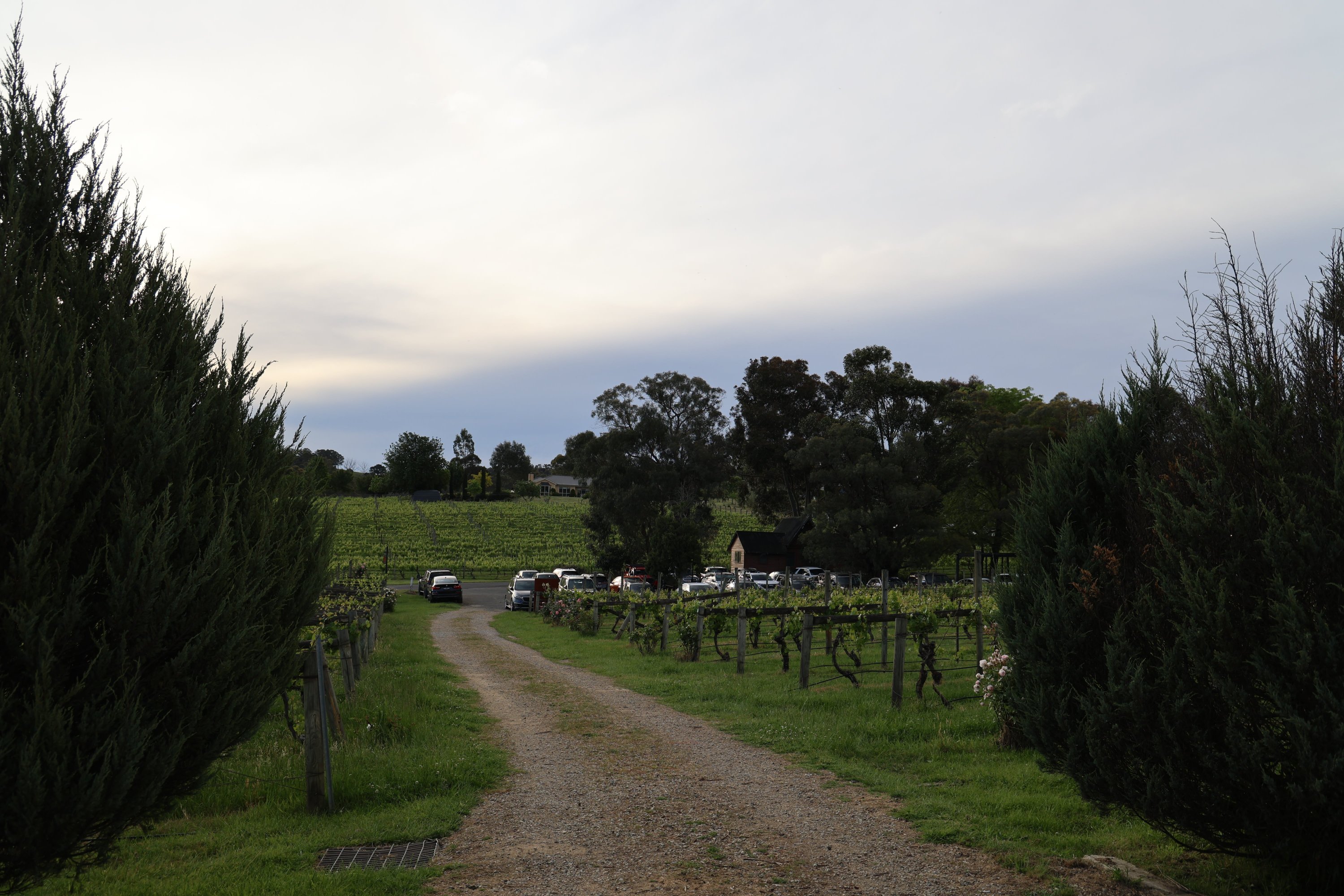 Driveway through the vineyard