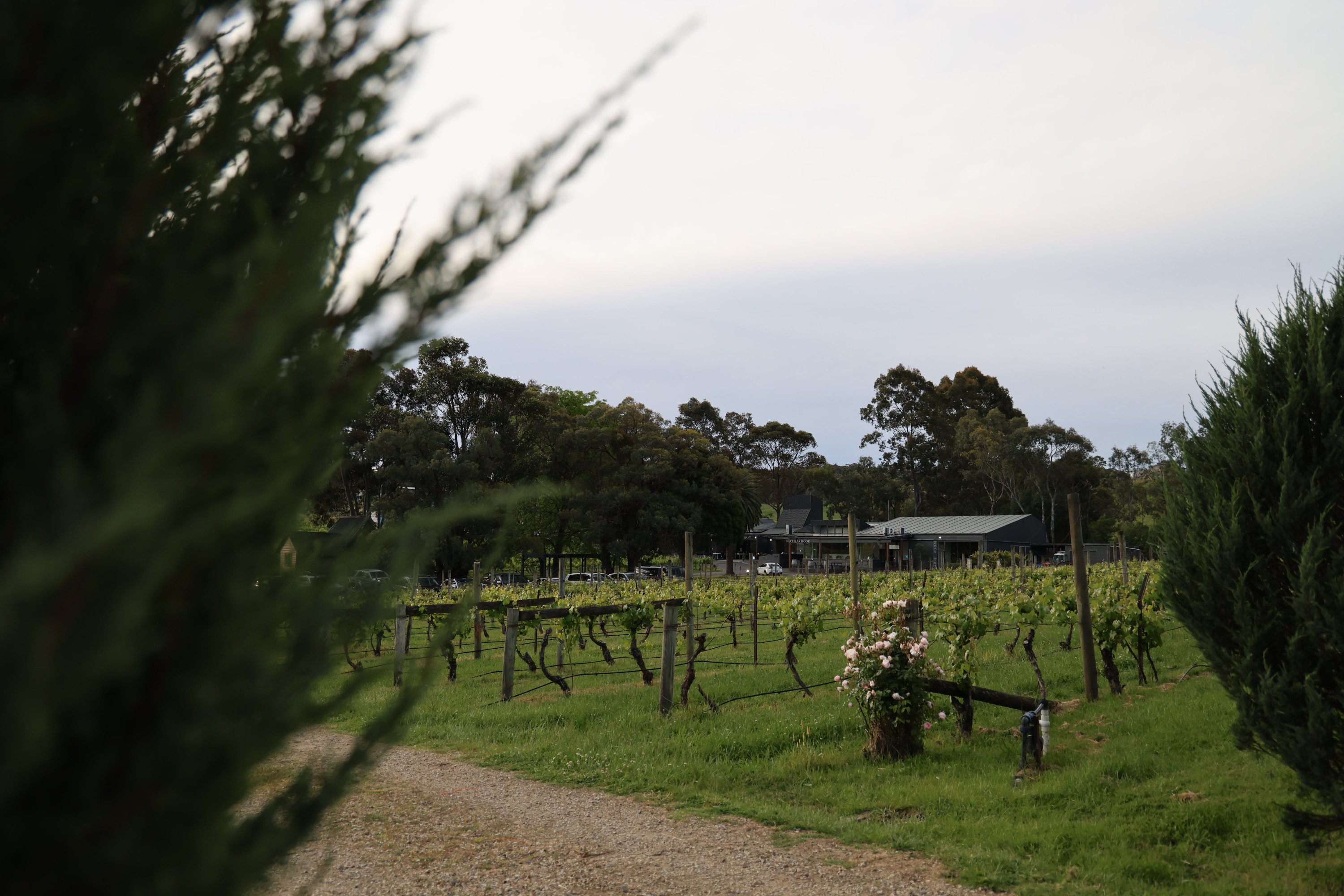 Vineyard rows in spring