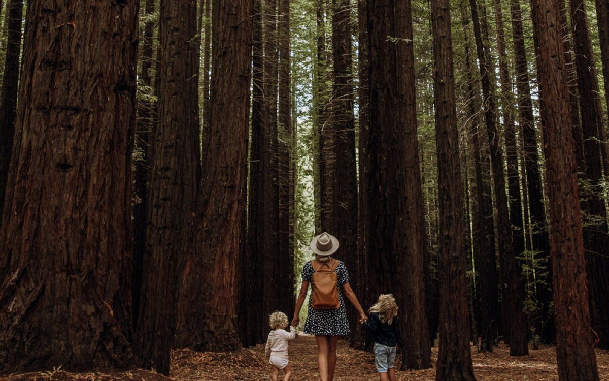 Redwood Forest